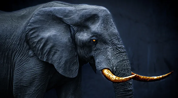 Animals Paint by Numbers