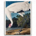 Crane John James Audubon