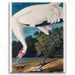 Crane John James Audubon