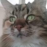 Personalisiertes Haustier-Porträt Malen nach Zahlen: Verwandle dein Fellknäuel in Kunst photo review