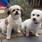 Personalisiertes Haustier-Porträt Malen nach Zahlen: Verwandle dein Fellknäuel in Kunst photo review