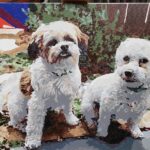 Personalisiertes Haustier-Porträt Malen nach Zahlen: Verwandle dein Fellknäuel in Kunst photo review