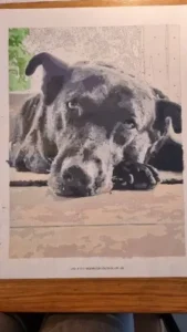 Malen nach Zahlen Set mit eigenem Foto | Dein Foto auf Leinwand | Geschenkidee photo review