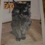 Malen nach Zahlen Set mit eigenem Foto | Dein Foto auf Leinwand | Geschenkidee photo review