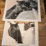 Malen nach Zahlen Set mit eigenem Foto | Dein Foto auf Leinwand | Geschenkidee photo review